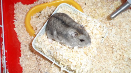 Hamsters